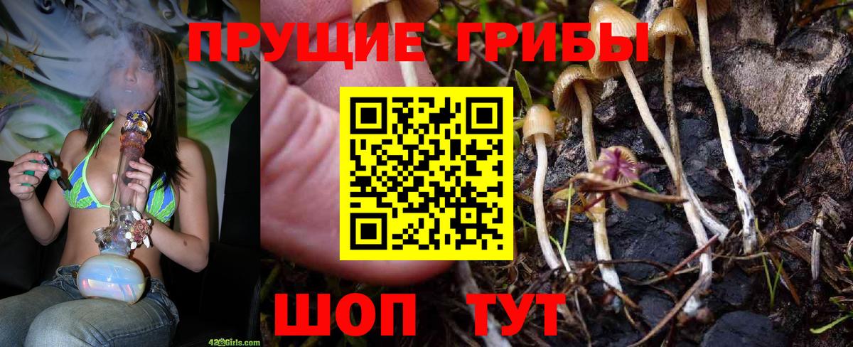Псилоцибиновые грибы Cubensis Камень-на-Оби